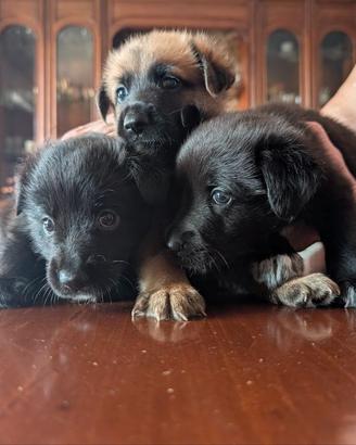 Cuccioli incrocio Pastore Tedesco (in prenotazion)