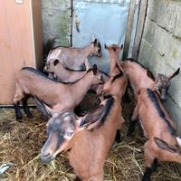 Capretti camosciato delle alpi