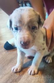 Cucciolo di Border collie