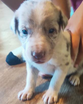 Cucciolo di Border collie
