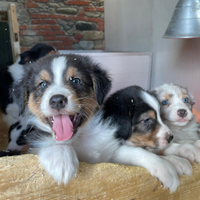 Pastore australiano cuccioli villa Teresa