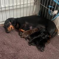 Bassotto kaninchen nati in casa