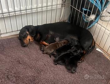 Bassotto kaninchen nati in casa