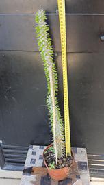 Cactus Caudex Bonsai -  Alluaudia Procera - RARA!