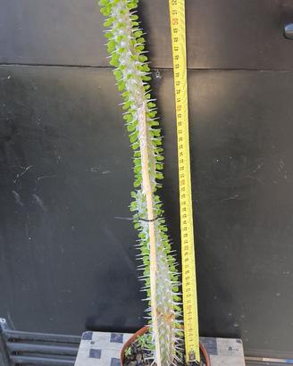 Cactus Caudex Bonsai -  Alluaudia Procera - RARA!
