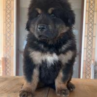 Cucciola mastino tibetano