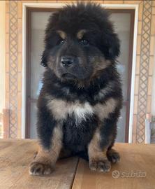 Cucciola mastino tibetano