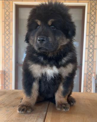 Cucciola mastino tibetano