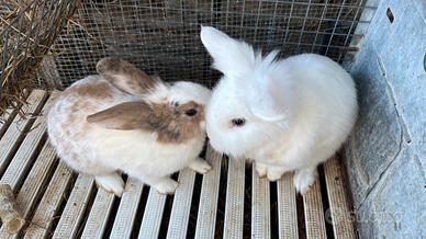 Coppia di conigli da compagnia
