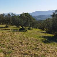 Terreno agricolo in biologico a Mompeo (RI)