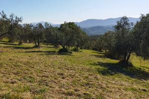 Terreno agricolo in biologico a Mompeo (RI)