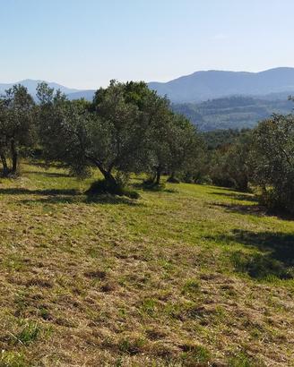 Terreno agricolo in biologico a Mompeo (RI)