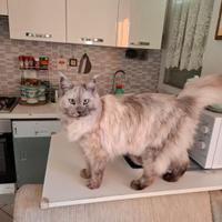 Accopiamento Femmina Main Coon