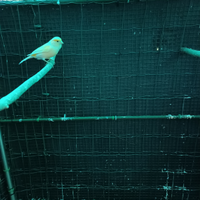 Canarino maschio pezzato giallo