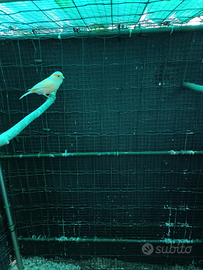 Canarino maschio pezzato giallo