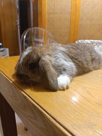 Coniglio ariete .minulup