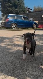 Amstaff blue 