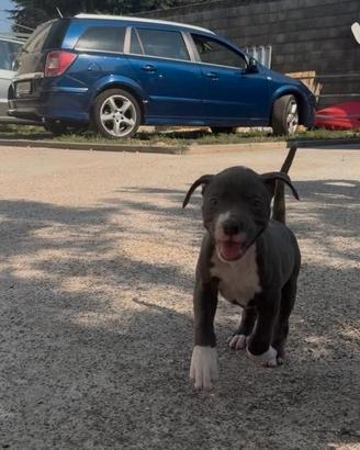 Amstaff blue 