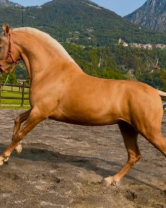 Cavalla Andalusa