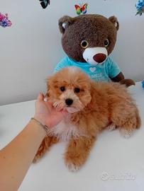 Maltipoo
