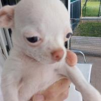 Dispongo di un chihuahua femmina bianco