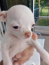 Dispongo di un chihuahua femmina bianco