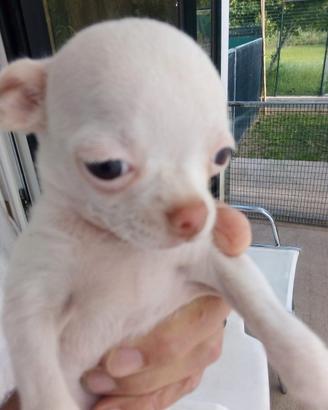 Dispongo di un chihuahua femmina bianco