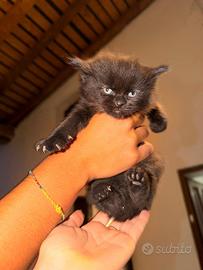 Gattini dolcissimi