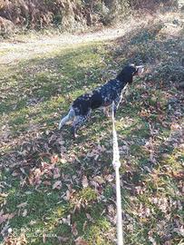 Setter inglese da caccia