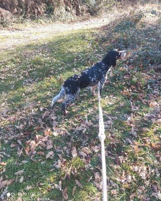 Setter inglese da caccia