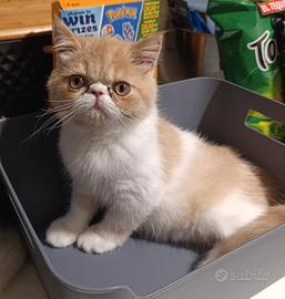 Gattini Exotic shorthair