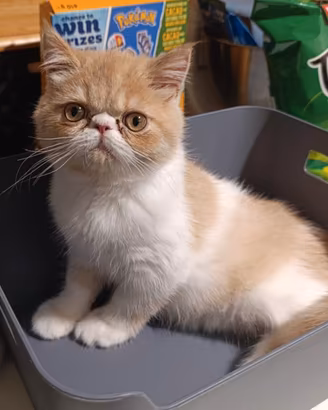 Gattini Exotic shorthair