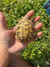 Tartarughe di terra