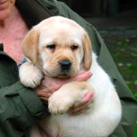 Maschio Labrador Biondo di 3 anni