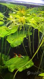 Guppy avanotti