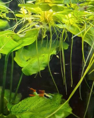 Guppy avanotti
