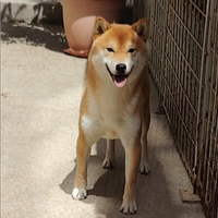Shiba Inu monta accoppiamento