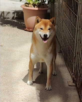 Shiba Inu monta accoppiamento