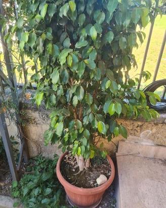 pianta di ficus Benjamin sana e bellissim adatta