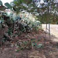 ALTALENA DA GIARDINO