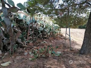 ALTALENA DA GIARDINO