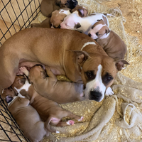 Cuccioli di amstaff