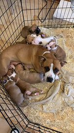 Cuccioli di amstaff