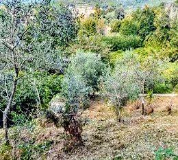 Terreno con uliveto, frutteto e vigna