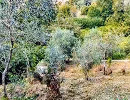 Terreno con uliveto, frutteto e vigna