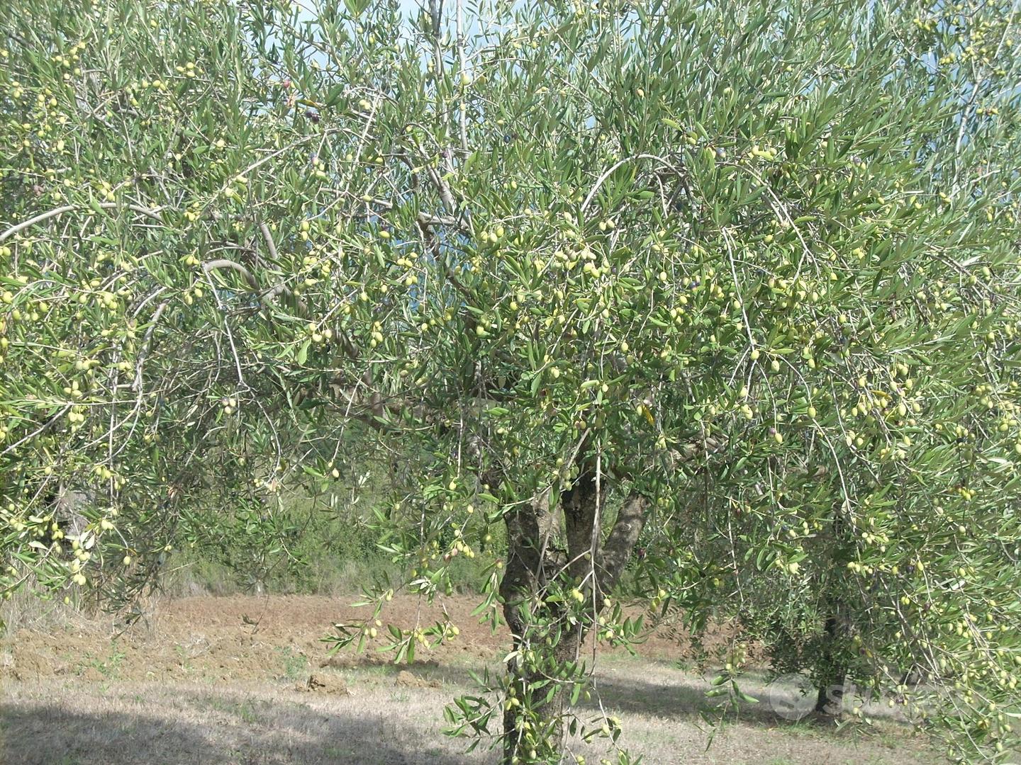 Terreno con oliveto - Vista 4