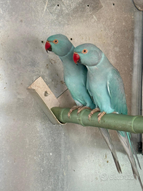 Parrocchetti dal collare blu