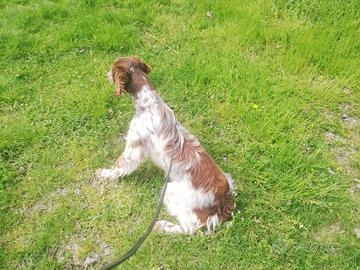 Setter inglese