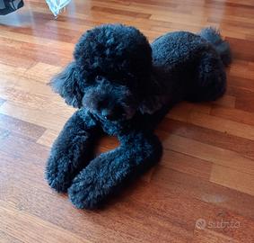 Barboncino con pedigree anni 6 per accoppiamento