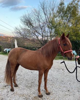 Pony